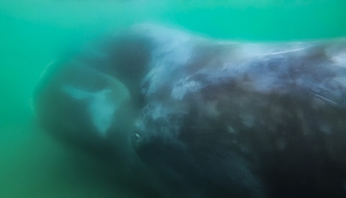 Bowhead Whale