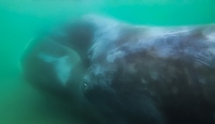 Bowhead Whale photo 2