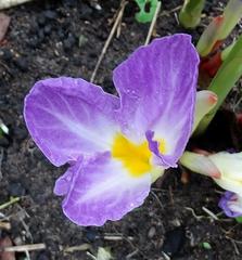 Siphonochilus aethiopicus