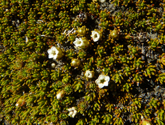 Dracophyllum muscoides