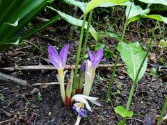 Siphonochilus aethiopicus