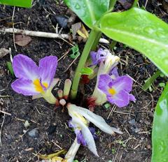 Siphonochilus aethiopicus