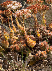 Crassula fallax
