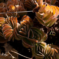 Crassula fallax