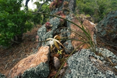 Brassavola cucullata