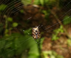 Micrathena picta