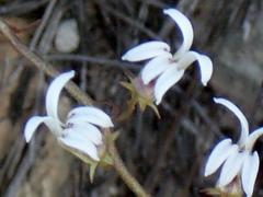 Cyphia sylvatica sylvatica