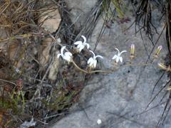 Cyphia sylvatica sylvatica