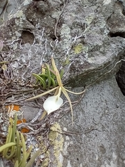 Brassavola