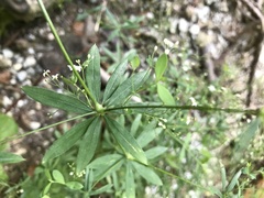 Galium sylvaticum