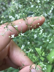Galium sylvaticum