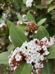 Acokanthera oppositifolia