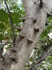 Zanthoxylum chalybeum