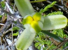 Albuca longipes