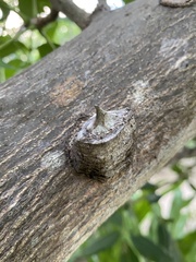 Zanthoxylum chalybeum