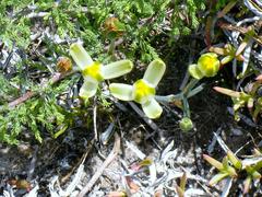 Albuca longipes
