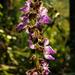 Plectranthus bojeri - Photo (c) Kate Braun, algunos derechos reservados (CC BY-NC), subido por Kate Braun