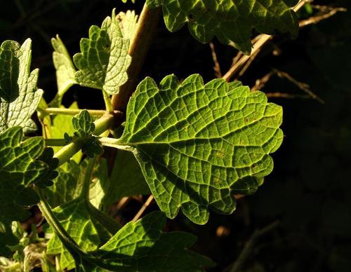 Coleus bojeri image