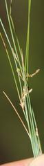 Juncus capillaceus