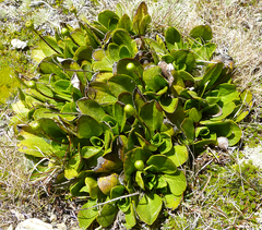 Brachyglottis bellidioides