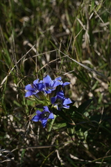 Gentiana puberulenta