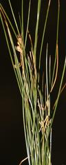 Juncus capillaceus