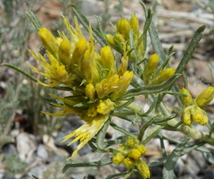 Ericameria parryi