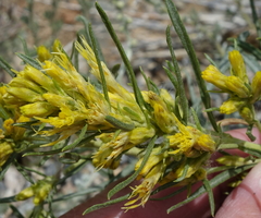 Ericameria parryi