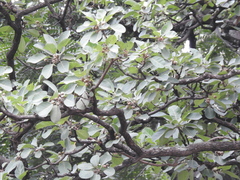 Terminalia bellirica