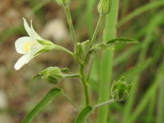 Hibiscus lobatus