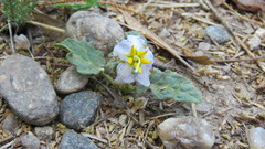 Solanum juvenale