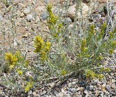 Ericameria parryi