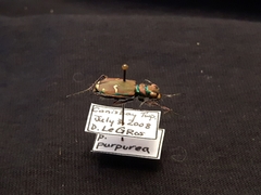 Cicindela purpurea