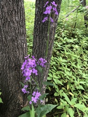 Hesperis matronalis