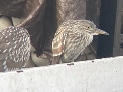 Nycticorax nycticorax