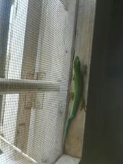 Phelsuma