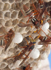 Polistes marginalis