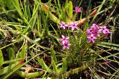 Oxalis polyphylla polyphylla