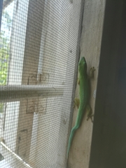 Phelsuma