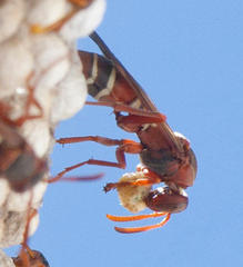 Polistes marginalis