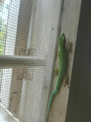 Phelsuma