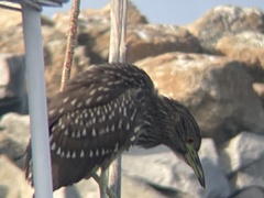 Nycticorax nycticorax