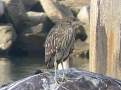 Nycticorax nycticorax
