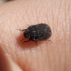 Odontoscelis lineola