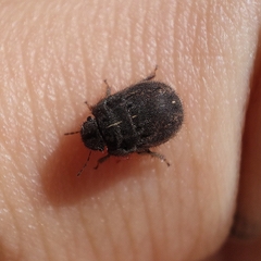 Odontoscelis lineola