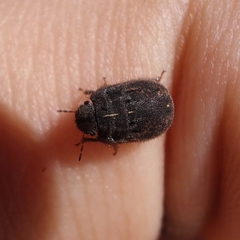 Odontoscelis lineola