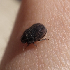 Odontoscelis lineola