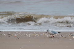 Chroicocephalus ridibundus