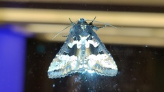 Phlogophora albovittata
