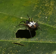 Micrathena picta